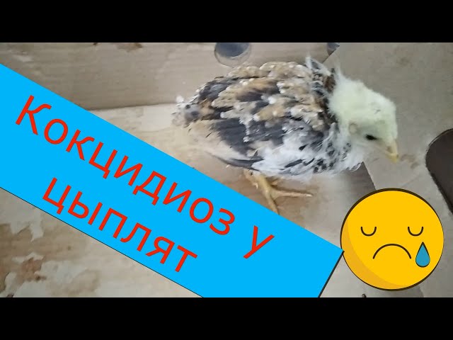 Что такое кокцидиоз у цыплят?