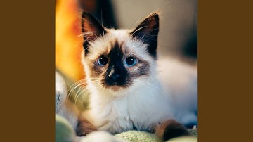 Pulsating Ambiance for Mysterious Cat Behavior