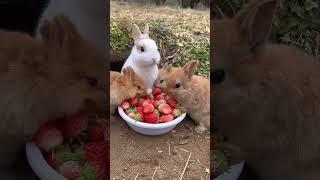 Rabbit Videos Coolvideo