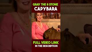 Gray The 8 stone Capybara #facts #shorts