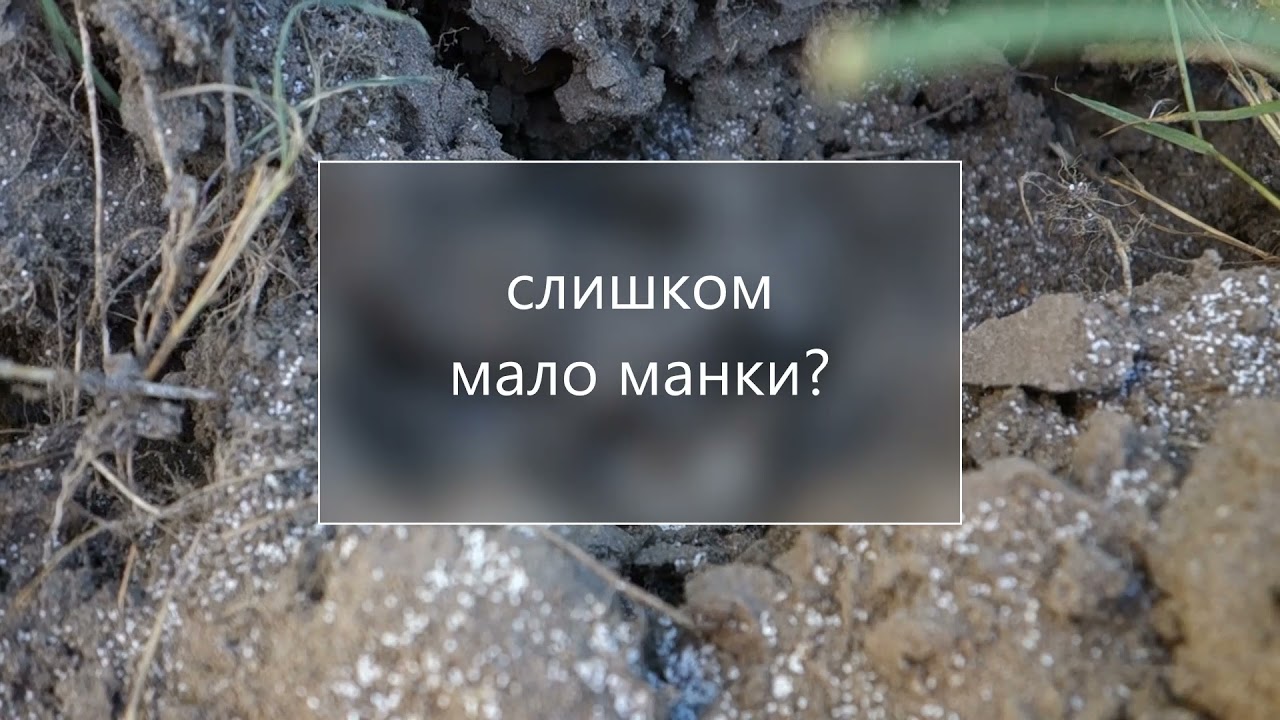 Проверяю помогает ли манка избавиться от муравьев