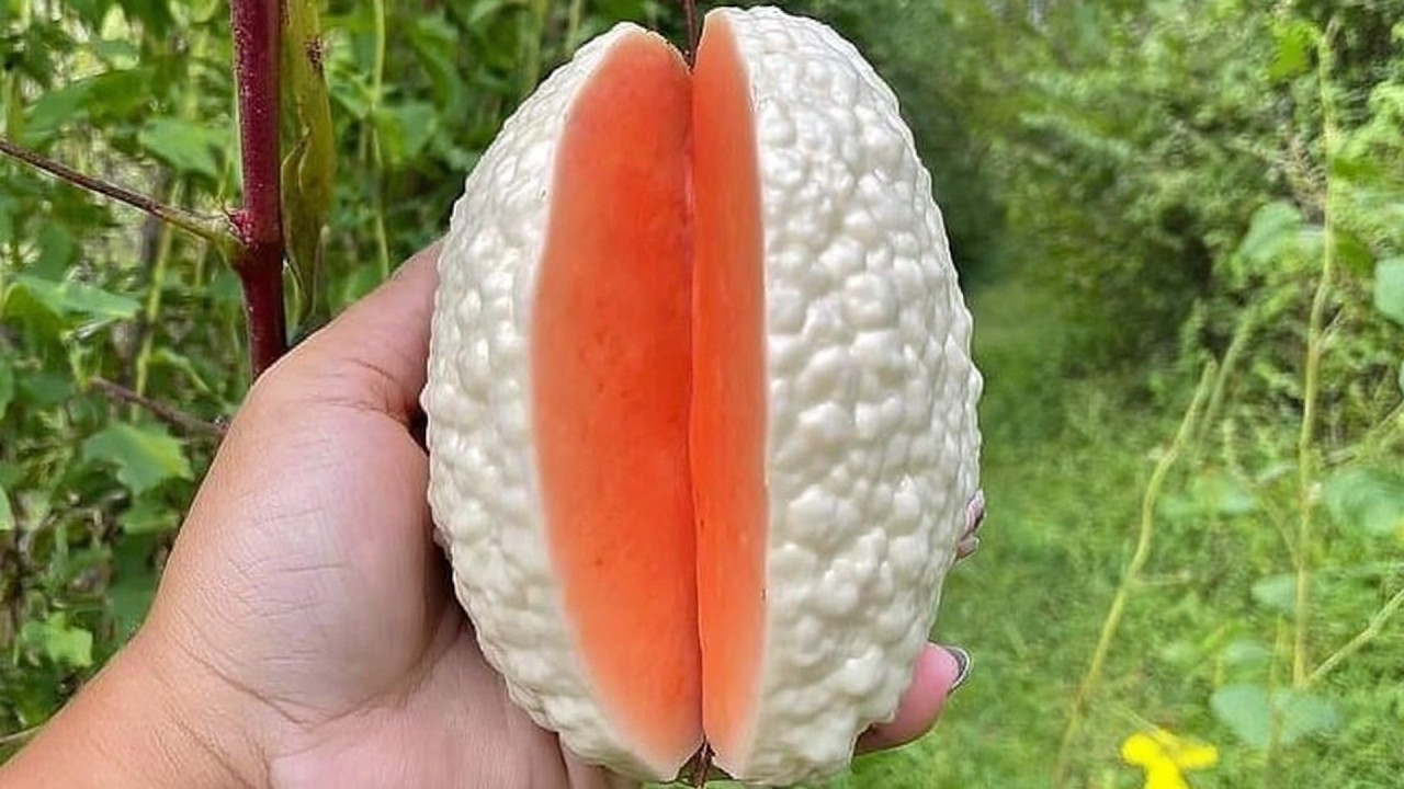 Редкие тропические фрукты, которые вас поразят.