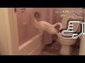 Gatos chistosos 2017