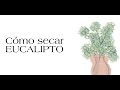 EUCALIPTO | COMO SECAR 🌿