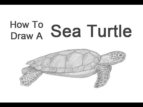 how to draw a realistic sea turtle