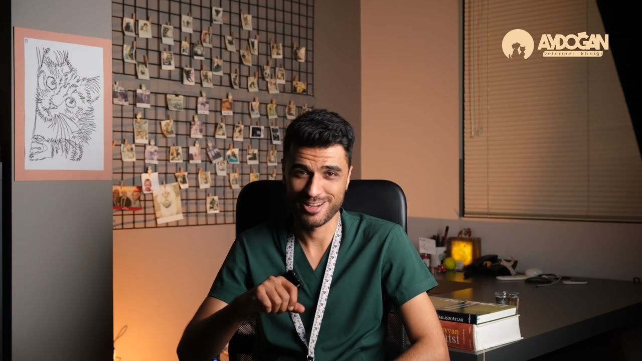 Anal Kese Yangısı Nedir? | Kedi ve Köpeklerde Anal Kese Yangısı