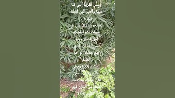 سورة يوسف | تلاوة خاشعة جدا | #المصحف #اكسبلور #الشيخ