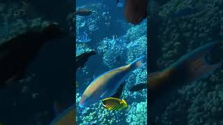 Underwater world Hurghada Makadi Bay Egypt