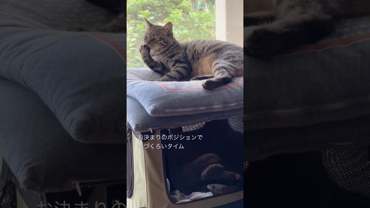 お決まりのポジションで毛づくろいタイムのトラジ。
