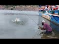 🎣 Unique Fishing||Rohu Fishing||Krishna River Fish Catching 🎣|Awesome Fishing video||Village Fishing