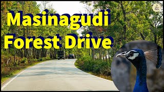 Masinagudi Forest drive | Witness the beauty of early morning drive | offbeat travel