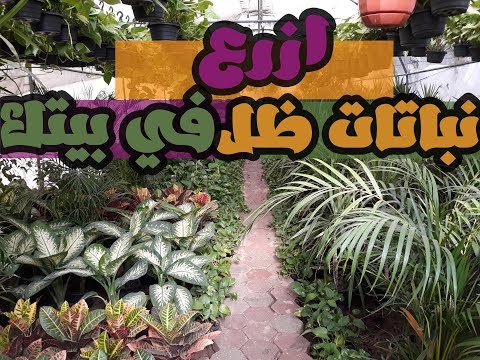 فيديو: نباتات الظل للمنطقة 5: زراعة نباتات الظل في حدائق المنطقة 5