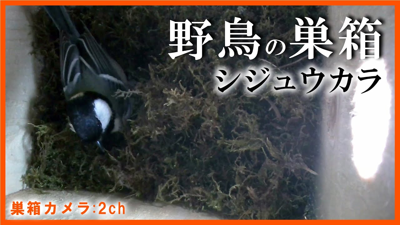 シジュウカラの巣箱 巣作り8日目 Live 巣箱カメラ 2ch 21 04 19 Youtube シジュウカラの巣箱 巣作り8日目 Live 巣箱カメラ 2ch 21 04 19 Youtube