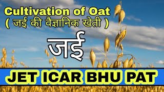 Cultivation of Oat ( ज‌ई की वैज्ञानिक खेती )