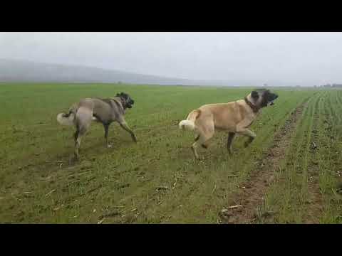 Köpeklerimle doğa sporundan eve dönüş