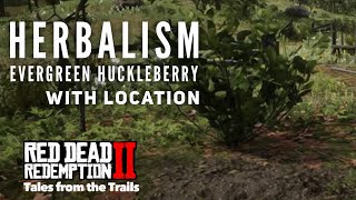 Red Dead Redemption 2: Evergreen Huckleberry Location (Near Butchers Creek) Herbalism