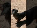 The playful dachshund dog(coco) short video