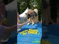 🐶 Journée mondiale du chien 🐶