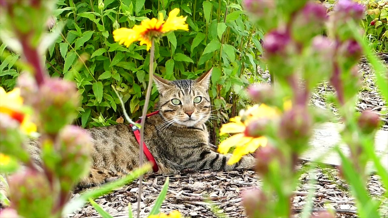 video phone beyonce mp3 BLIND MELON 🍉 NO RAIN 🌧 bee 🐝 video