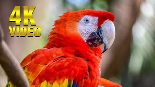 4k video high resolution 2023 free download Birds & Animals