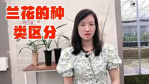 兰花的种类繁多，家庭养兰应该怎么区分墨兰、春兰、蕙兰、建兰 - 天天要闻