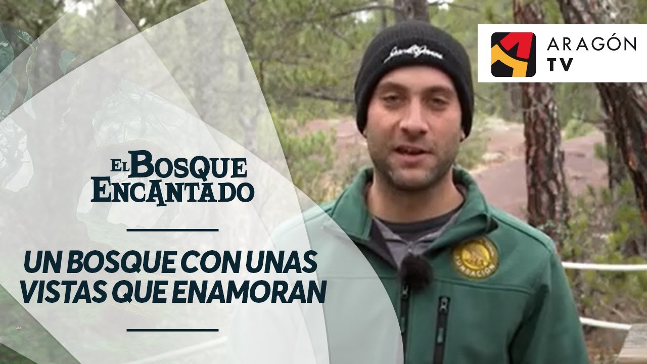 Un bosque con unas vistas que enamoran | EL CASTELLAR