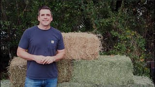 What Kind of Hay Is Best for Nigerian Dwarf Goats?