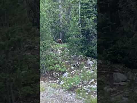 Bear in Yellowstone / Grand Tetons