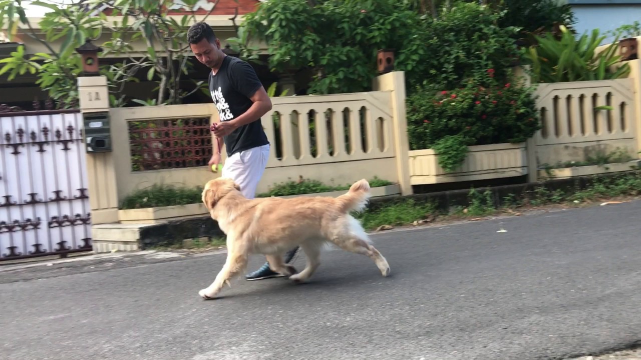 Golden Clamaran Kennel Bali Youtube