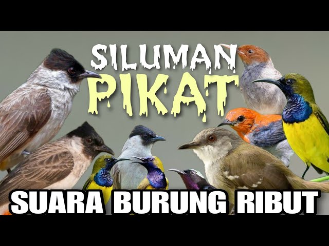 Suara Pikat Burcil Kombinasi Kutilang dan Burcil ribut class=