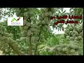 موضوع العوامل التي تؤثر على مردودية شجر اللوز من طرف المستشار الفلاحي جامع الحيان