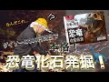 【100円ダイソー】恐竜の化石を発掘しました【恐竜化石玩具】