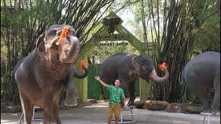 Awesome Elephant show #trending #viral