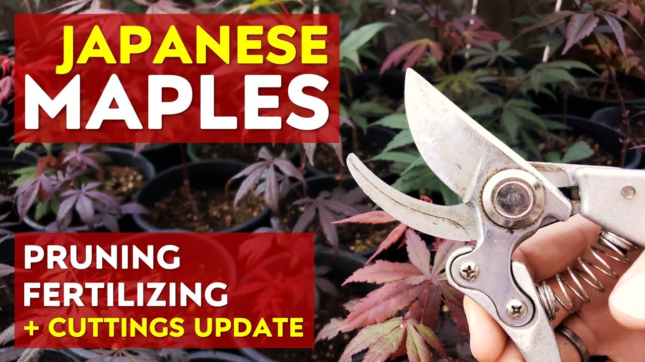 Pruning & Fertilizing Young Japanese Maple Trees + Seedlings & Cuttings