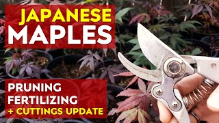 Pruning & Fertilizing Young Japanese Maple Trees + Seedlings & Cuttings Update