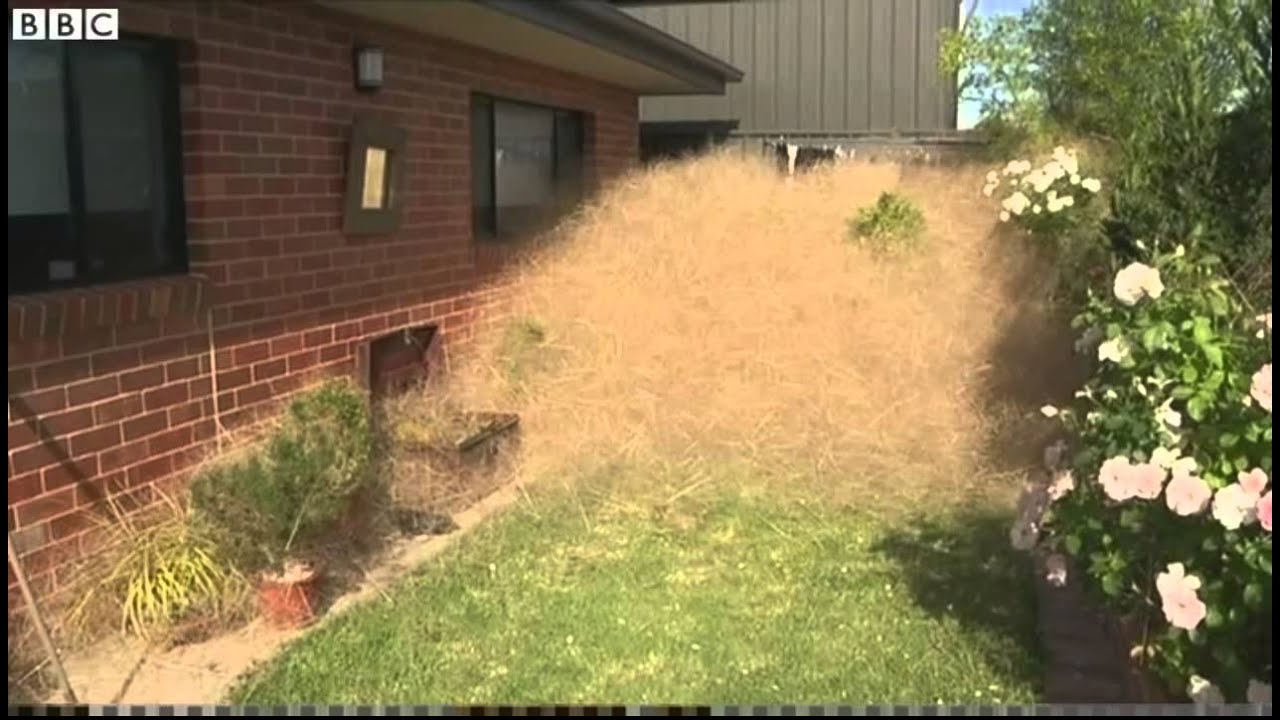 Australia Town Consumed By Hairy Panic Youtube