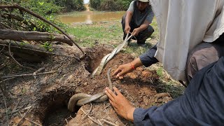 Amazing Dry Season Find Snake in Underground Hole