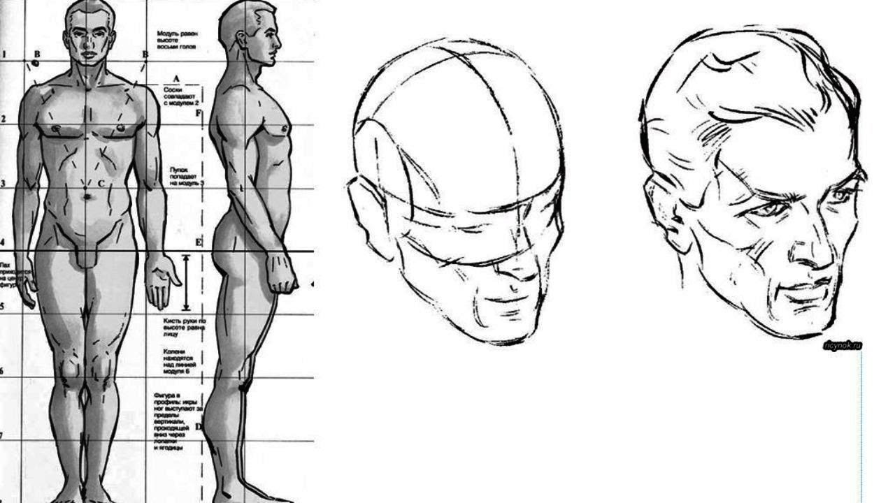 Картинки по параметрам найти. Пропорции человека. Человек рисунок. Тело рисунок. Тело человека для рисования.