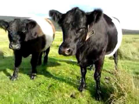 Silly cows. - YouTube