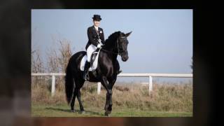 Andalusian horses for sale - yeguada d ...