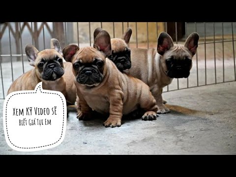 Video Đàn Bull Pháp như thế này thì Giá Bao Nhiêu ???/ Frech... - youtube