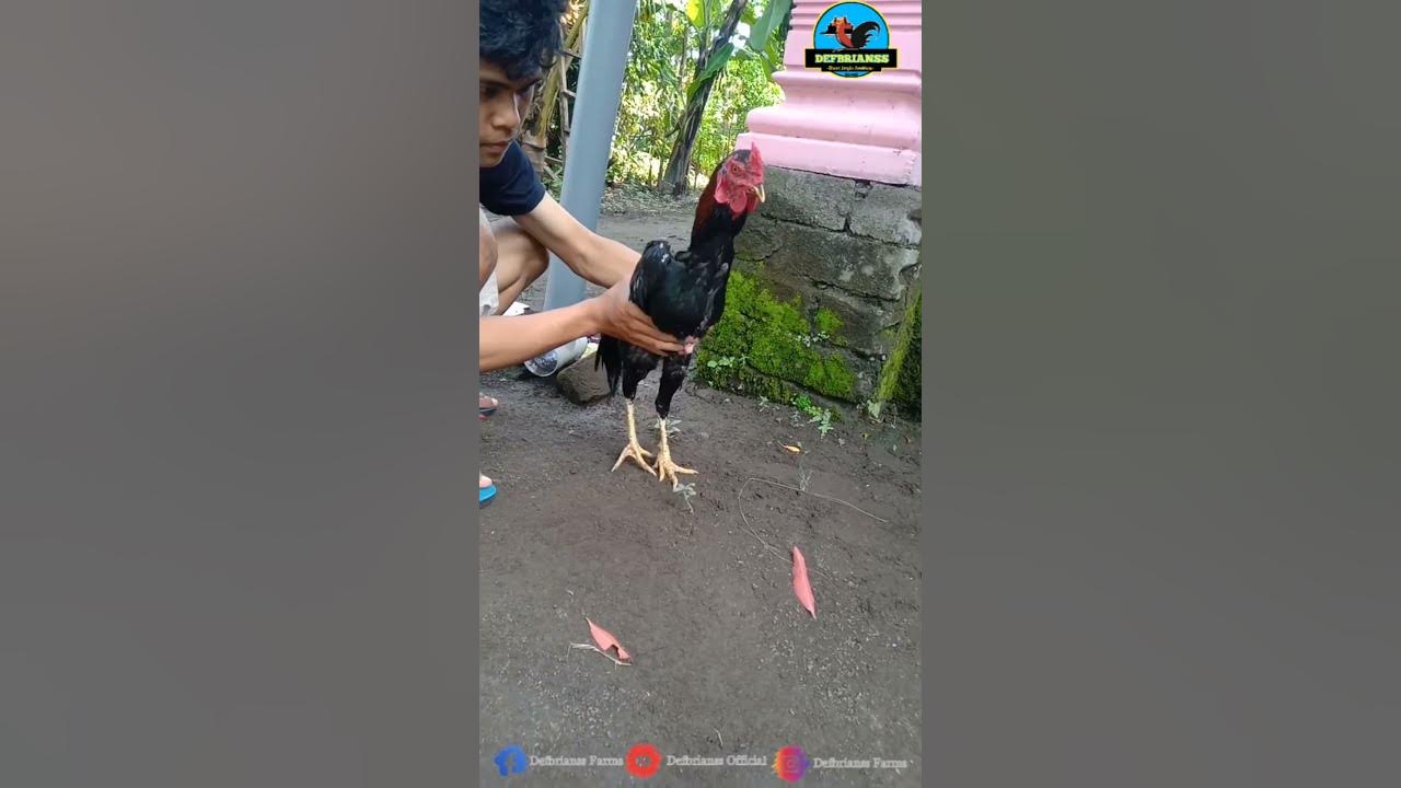 PRAWIRO 🐓 | AYAM JANTAN JAWA WIRING GALIH Part 01 - YouTube
