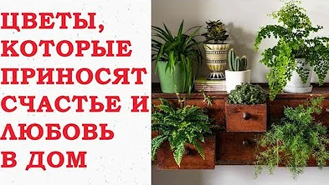 Какие цветы приносят счастье