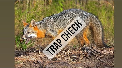 Coyote trapping - checking traps and a look inside my trap bag!