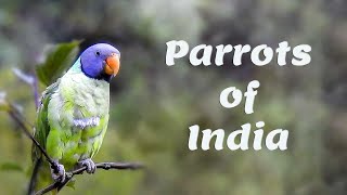 Parrots of India - Different species of parrots in India  - भारतीय तोते - கிளிகள் - തത്തകൾ - पोपट