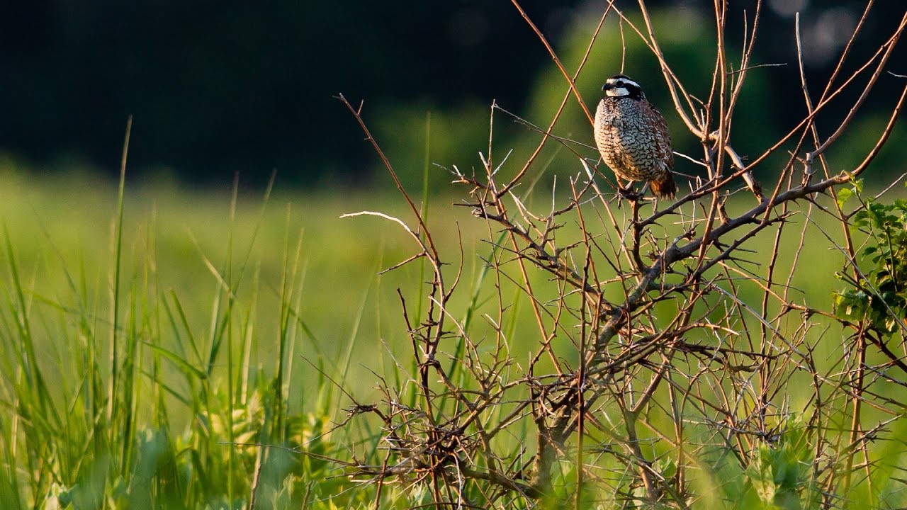 Bird back. Bobwhite Quail Wallpaper.