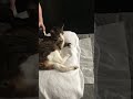 Cat vs massage gun 🐱💆♂️