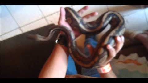 BRIAN FROM BHB AND A DINKER