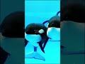 Persamaan Orca Betina Dengan Manusia #science #ilmu