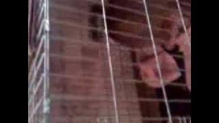 MY PIT BULL SAYS MAMA